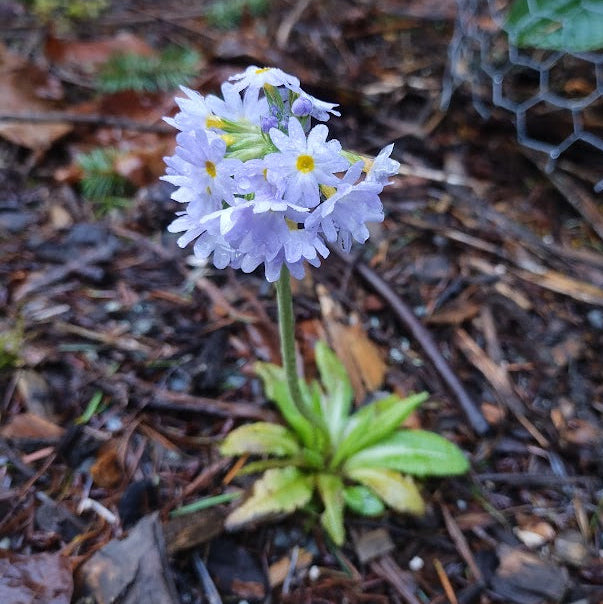 Primula erythrocarpa  KR