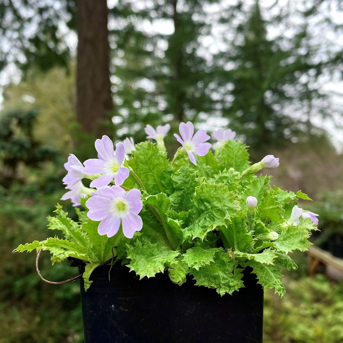 Primula moupinensis  SEH