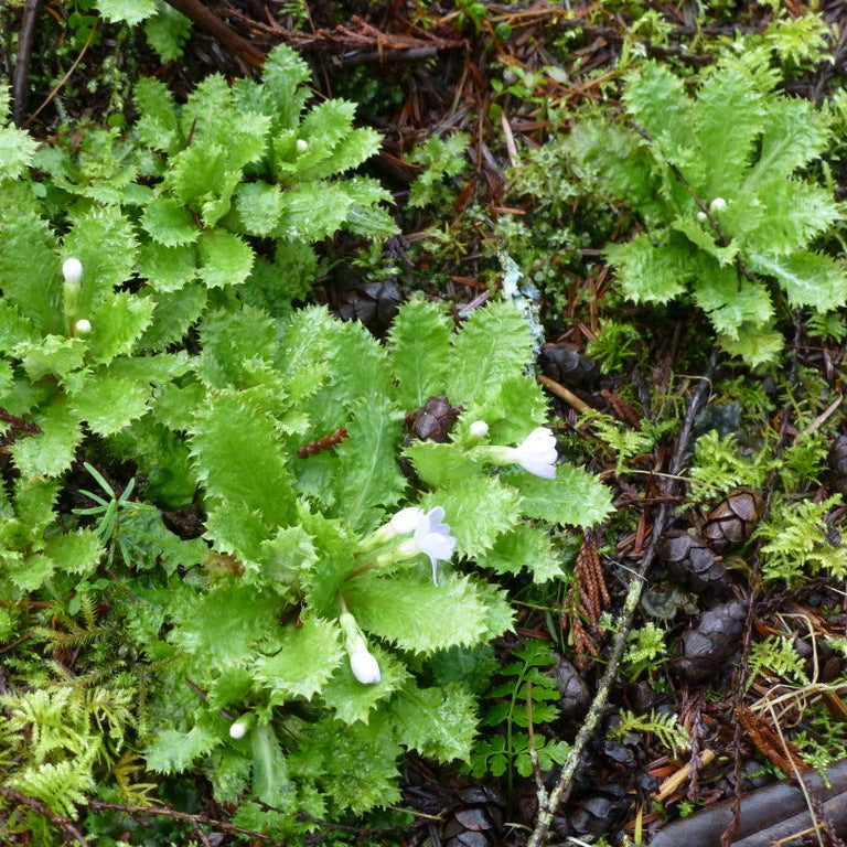 Primula moupinensis  SEH