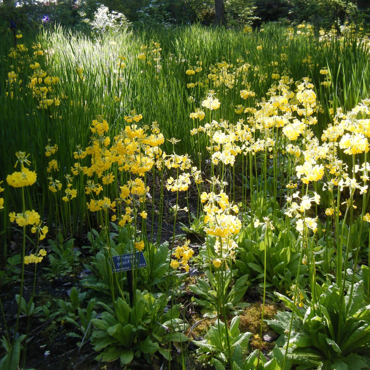 Primula prolifera