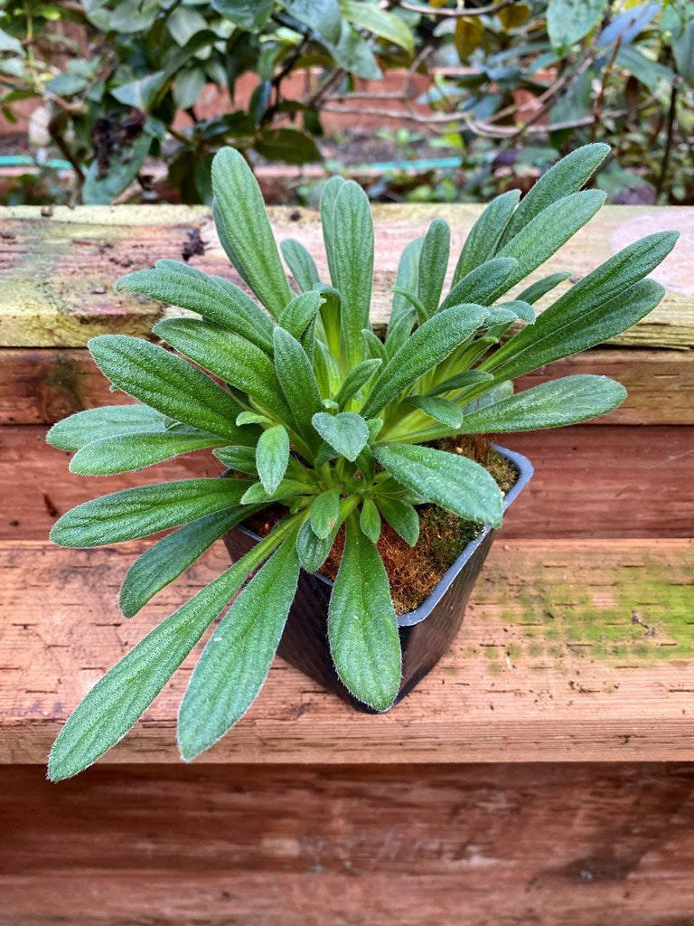 Primulina linearicalyx