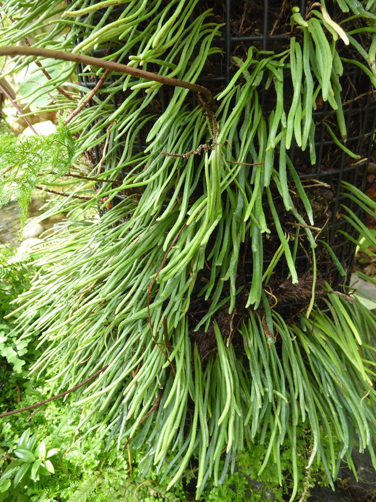 Pyrrosia angustissima SEH