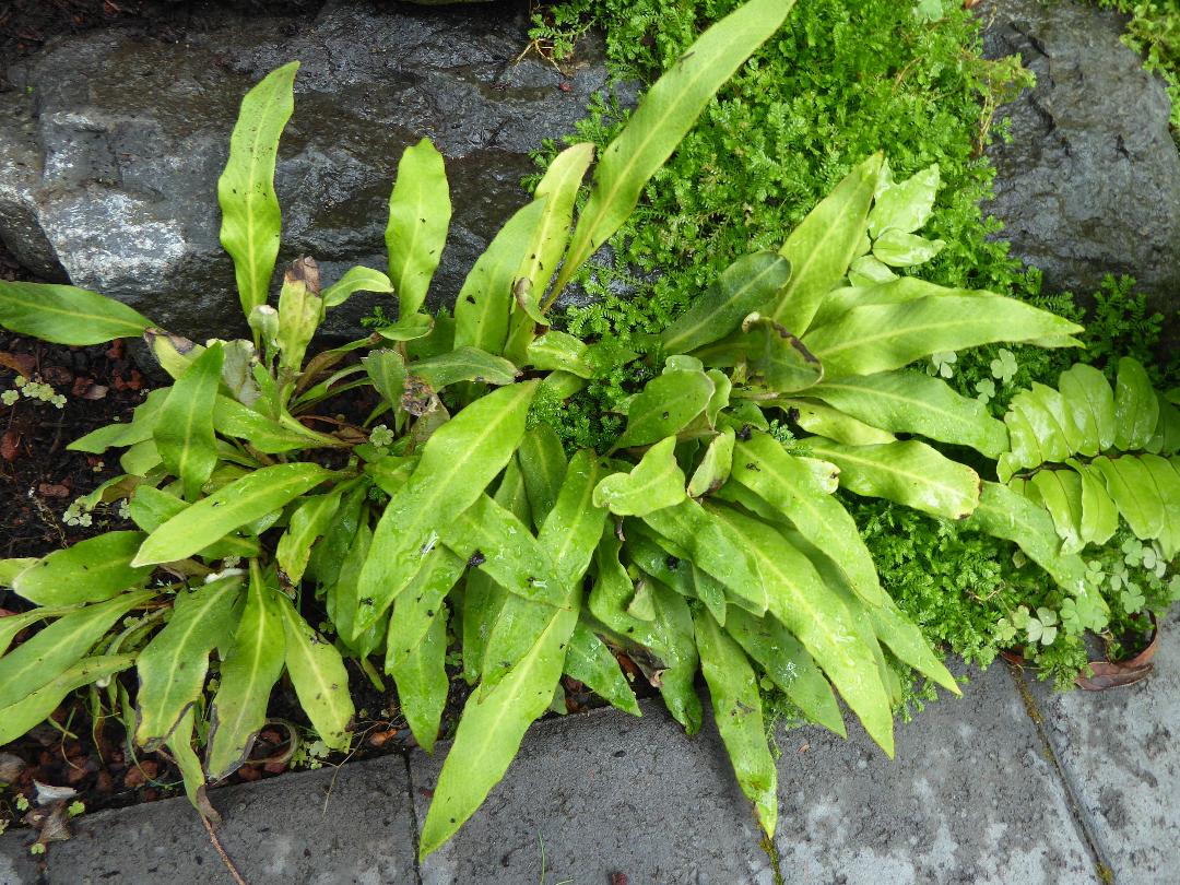 Pyrrosia davidii SEH