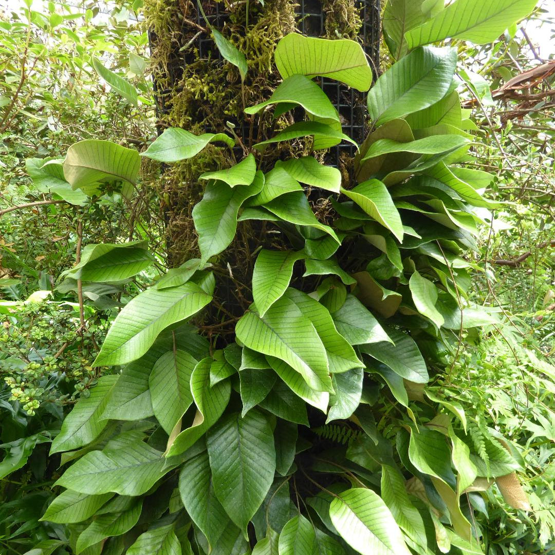 Pyrrosia lingua (ovate-leaf form)  SEH