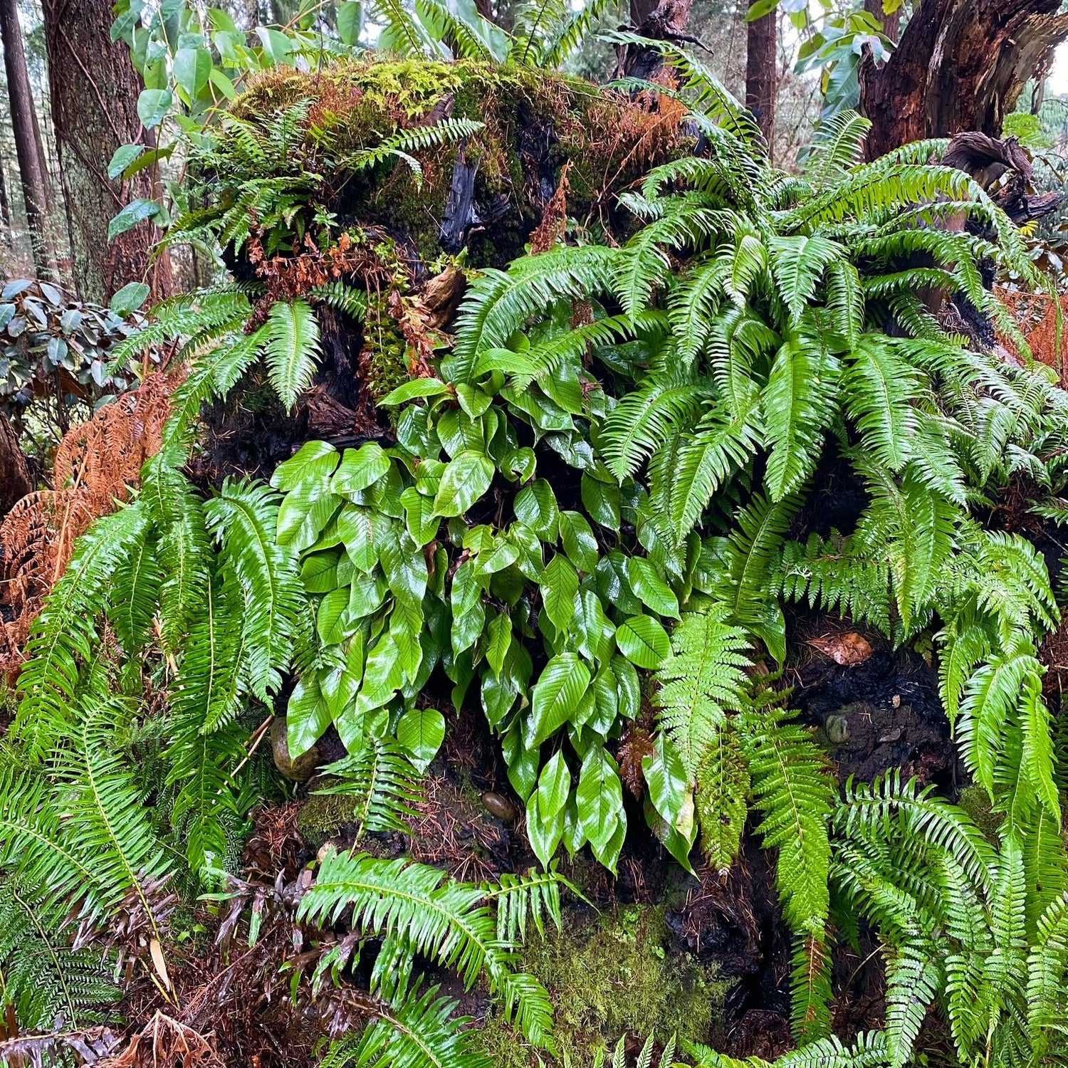 Pyrrosia lingua (ovate-leaf form)  SEH