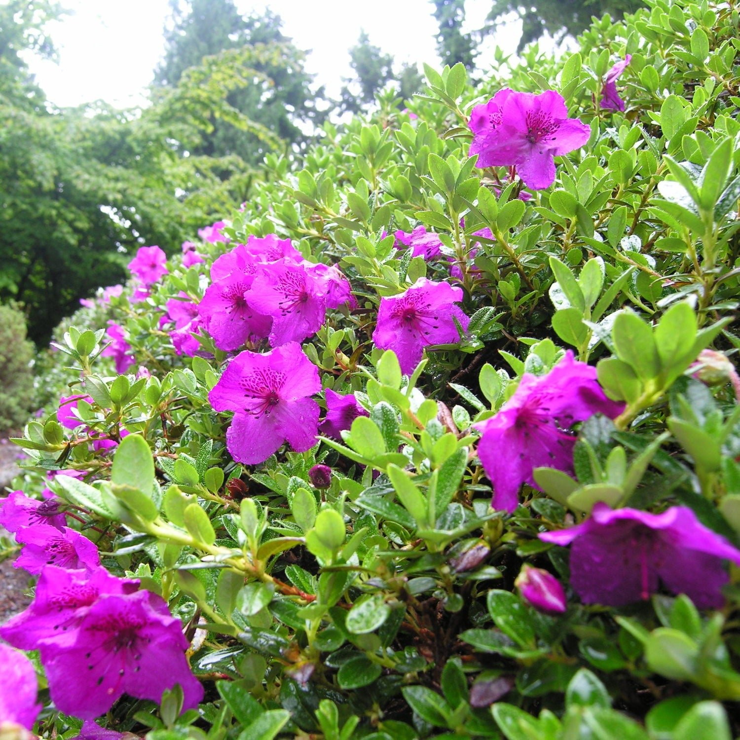 Rhododendron calostrotum ssp. keleticum 2005/197 CCHH
