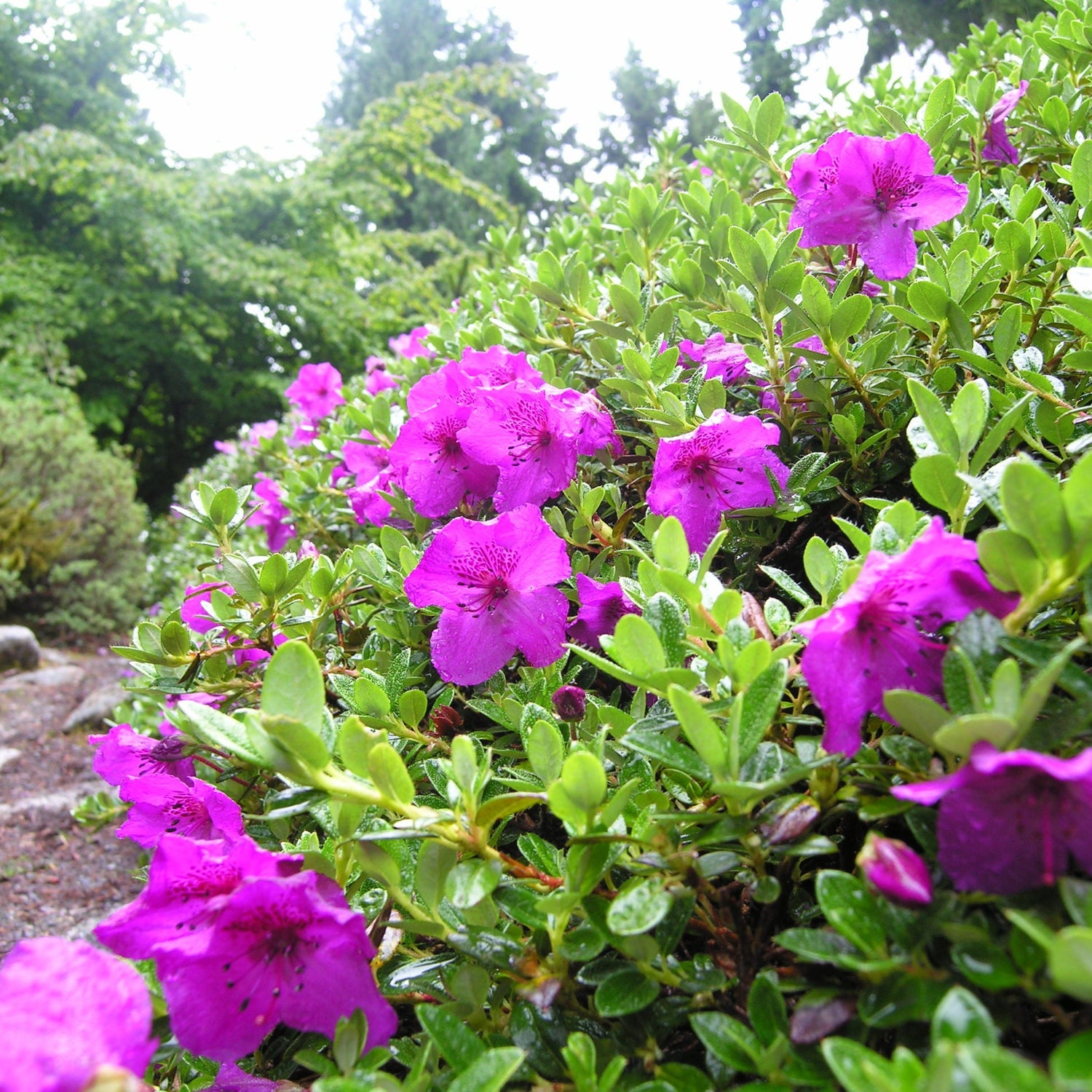 Rhododendron calostrotum ssp. keleticum (Radicans Group) 1977/662 F