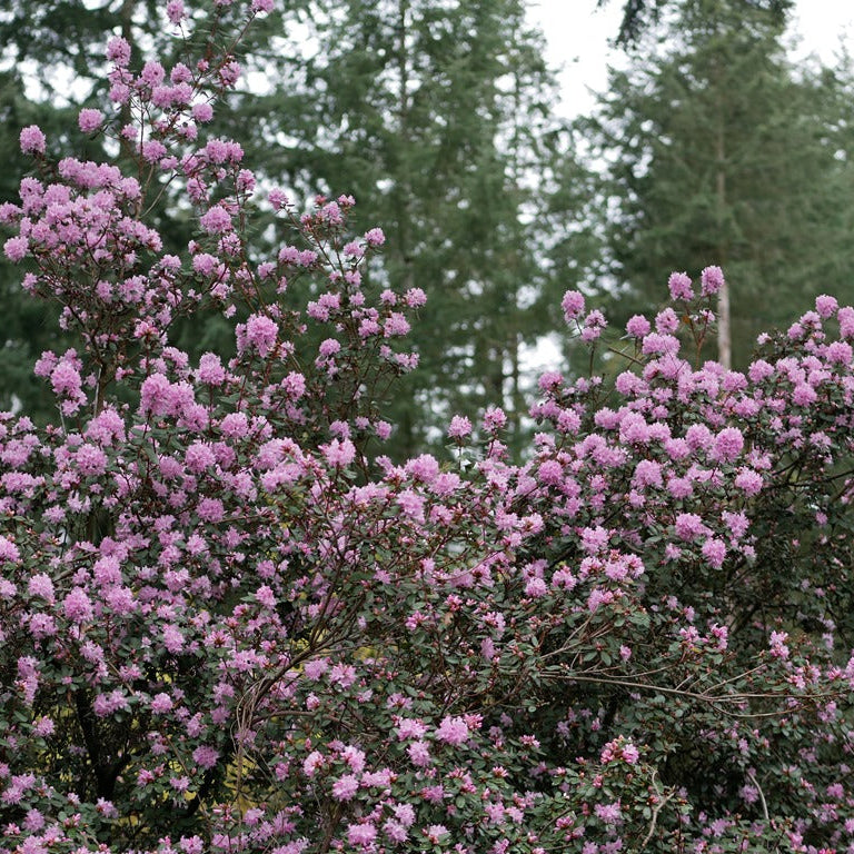 Rhododendron racemosum  JN