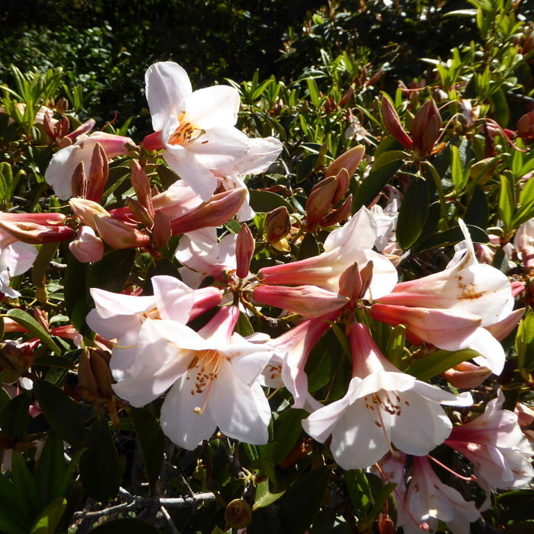 Rhododendron 'Alice Eastwood'