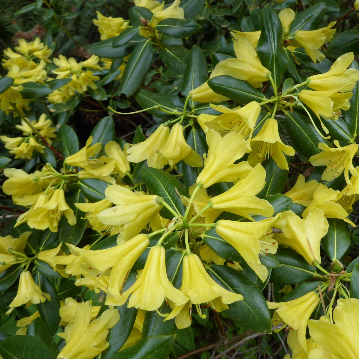 Rhododendron 'Bodnant Yellow'
