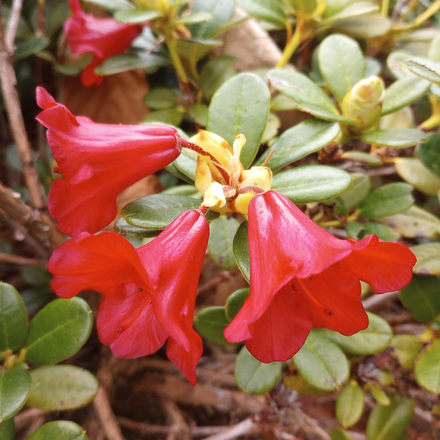 Rhododendron 'Carmen'