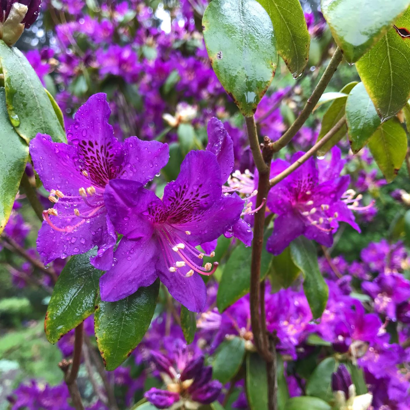 Rhododendron 'Contina'