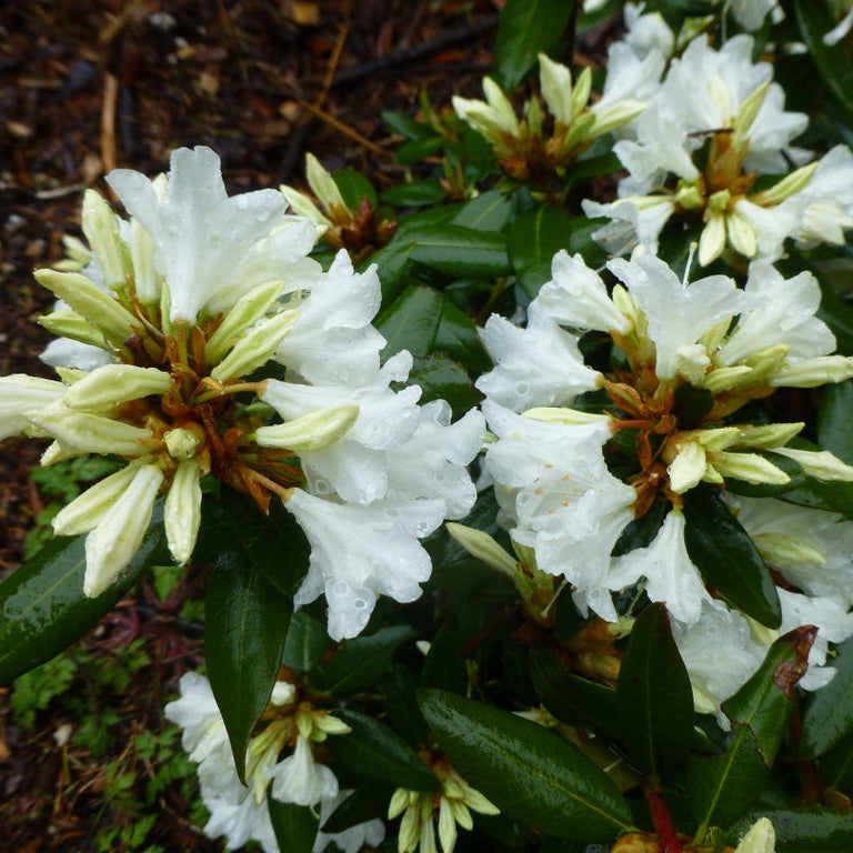 Rhododendron 'Crane'