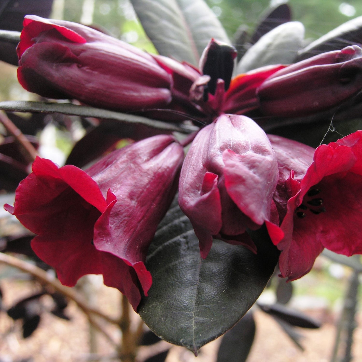 Rhododendron 'Ever Red'