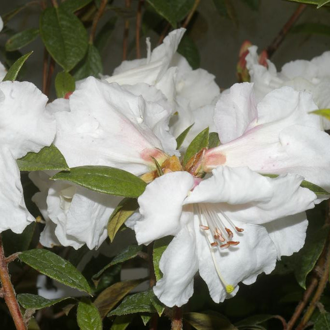 Rhododendron 'Fragrantissimum Improved'