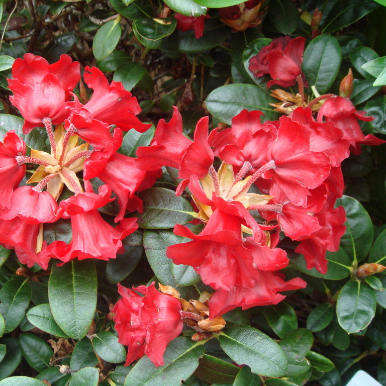 Rhododendron 'Glendoick Ruby'