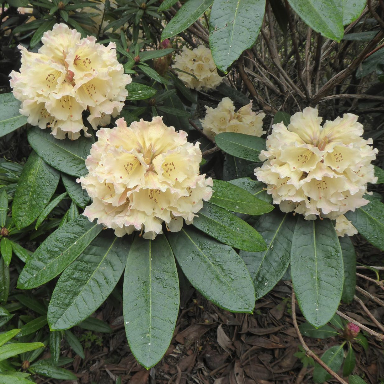 Rhododendron 'Loch Awe'