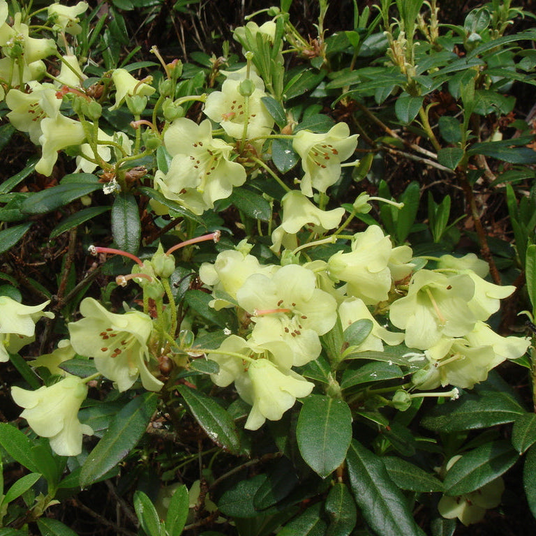 Rhododendron 'Merganser'