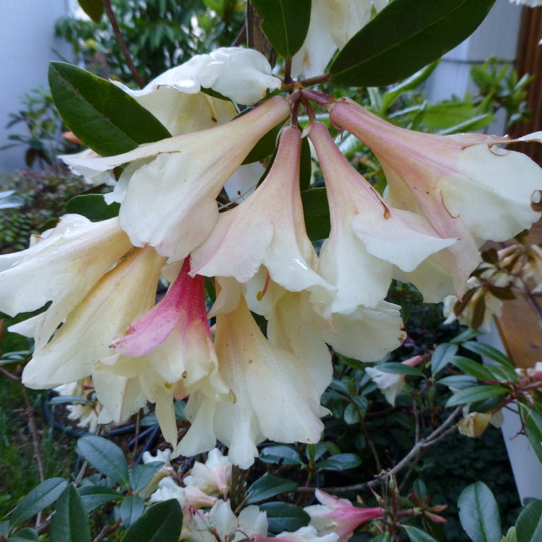 Rhododendron 'Moon Orchid'