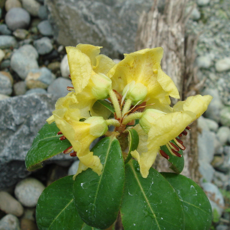 Rhododendron 'Moth'