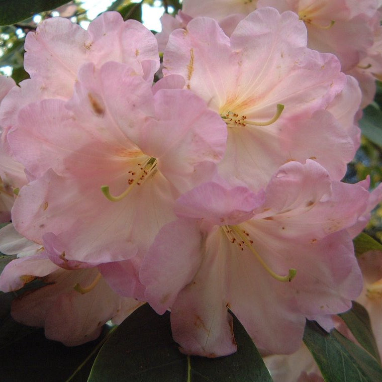 Rhododendron 'Naomi Early Dawn'