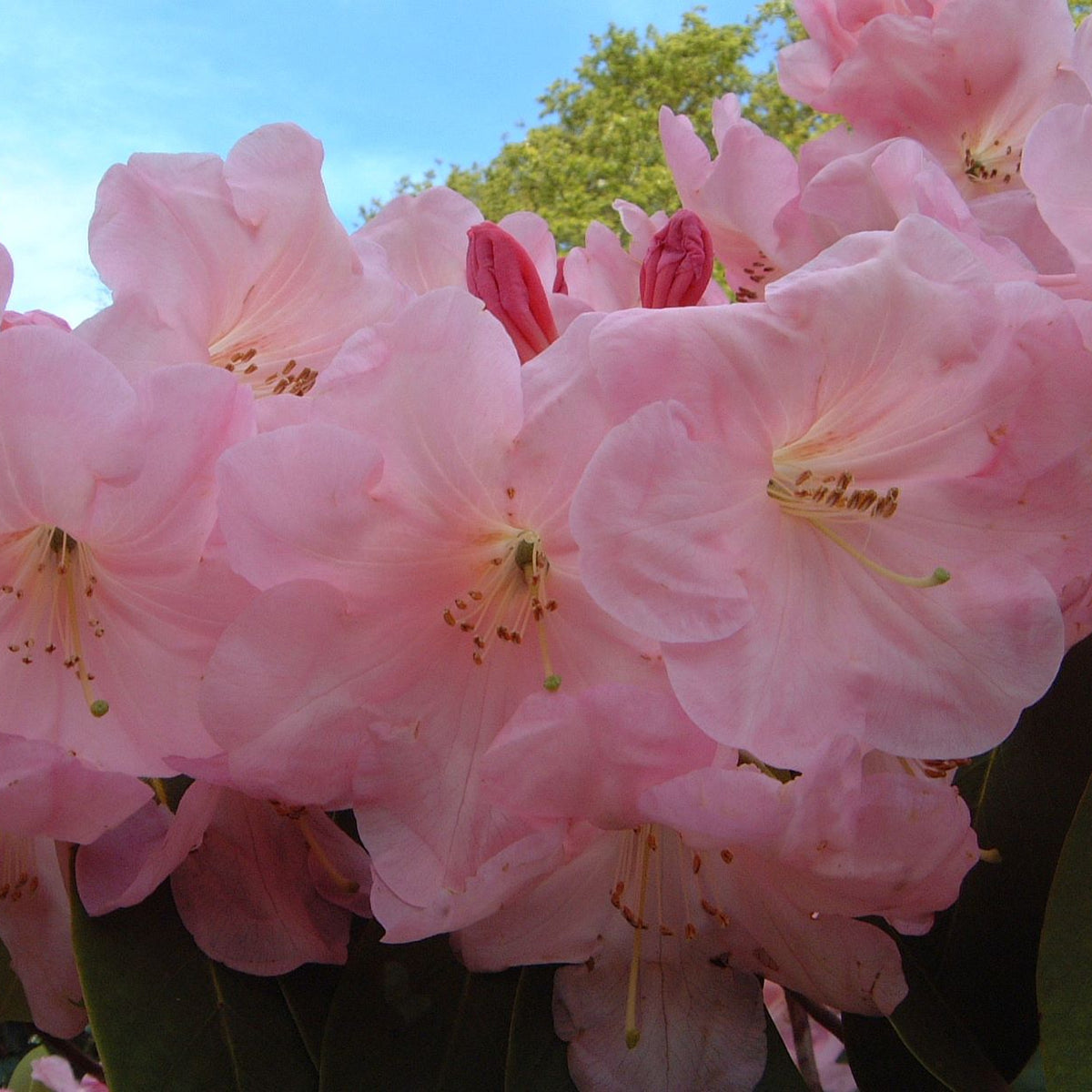 Rhododendron 'Naomi Stella Maris'