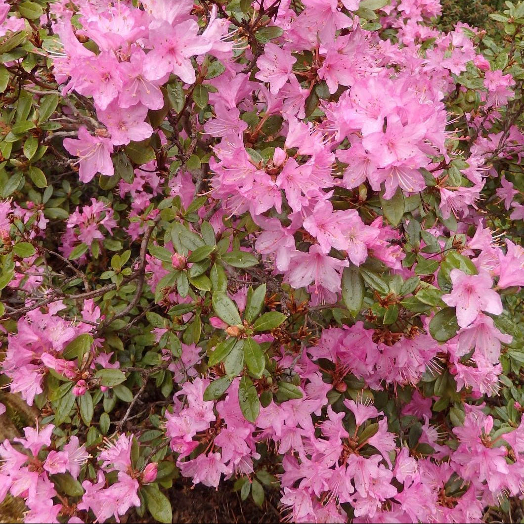 Rhododendron 'Pintail'