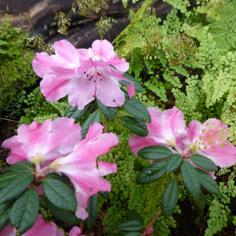 Rhododendron 'Plover'