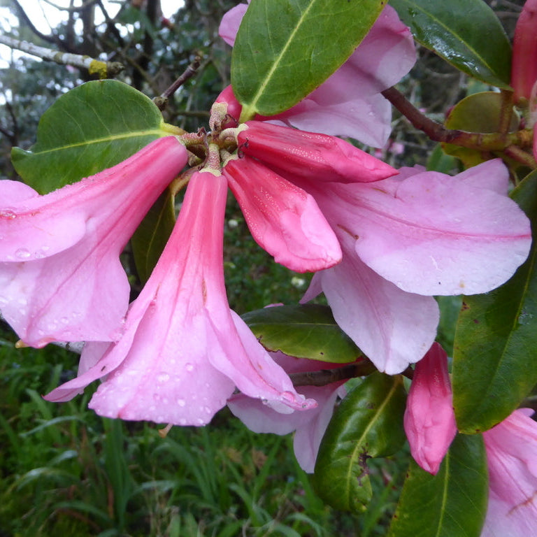 Rhododendron 'Rose Mangels'