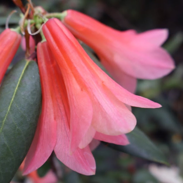 Rhododendron 'Salmon Trout'
