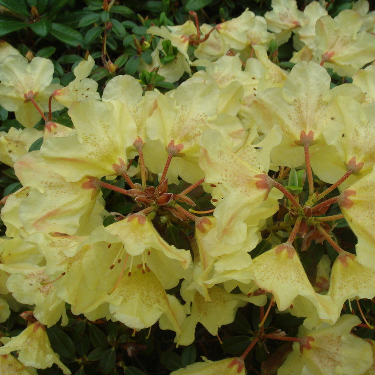 Rhododendron 'Swift'
