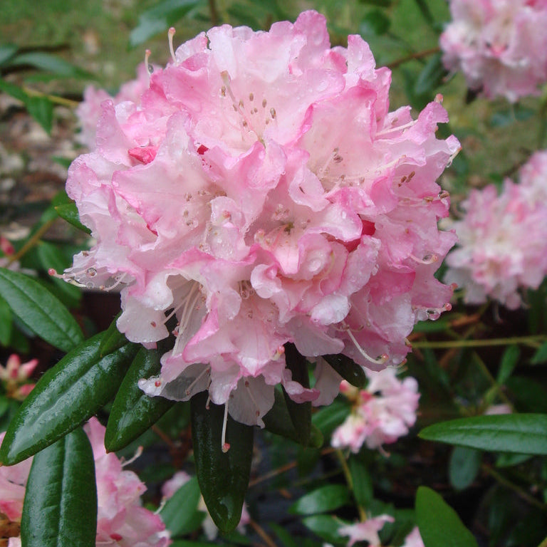 Rhododendron 'Turacao'
