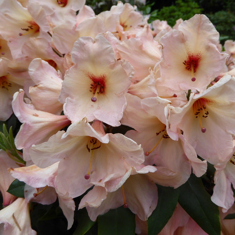 Rhododendron 'Vanessa Pastel'