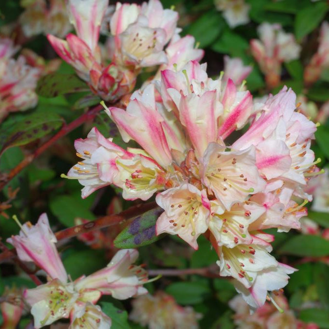 Rhododendron 'Wheatear'