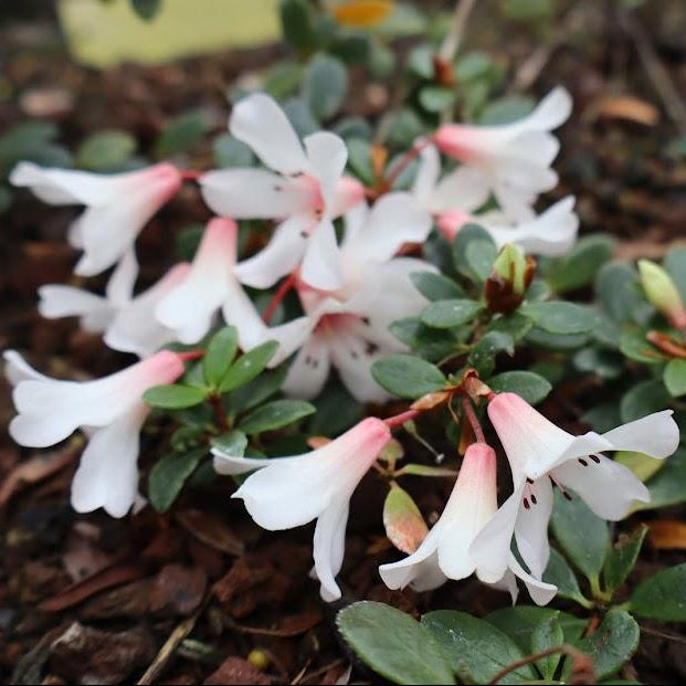 Rhododendron 'Little Bo Peep'