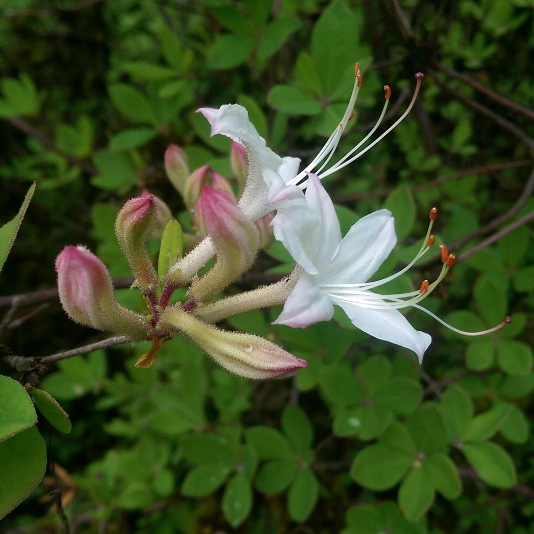 Rhododendron atlanticum RSBG