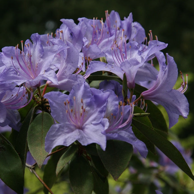 Rhododendron augustinii ssp. augustinii 'Barto Blue'