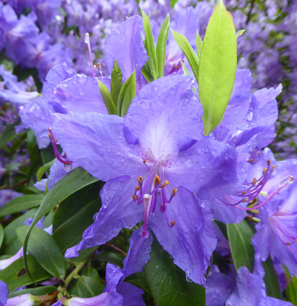 Rhododendron augustinii ssp. augustinii 'Cerulean Mist'