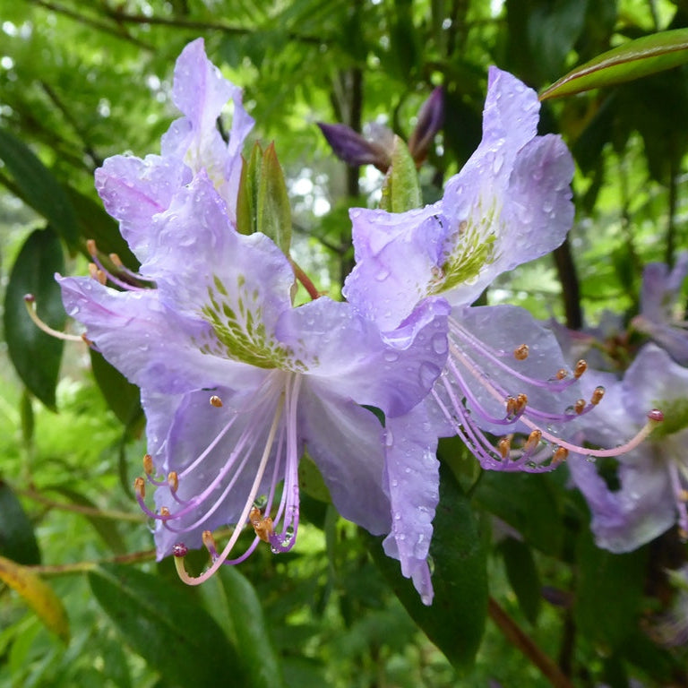 Rhododendron augustinii ssp. augustinii 'Playfair'