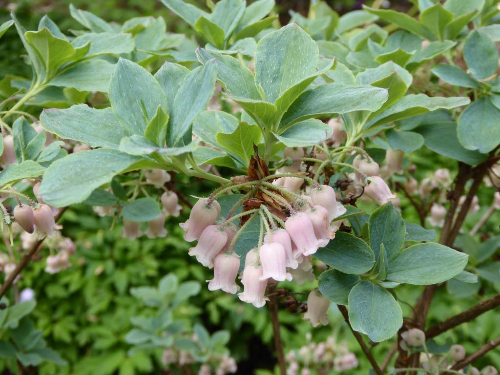 Rhododendron benhallii (formerly Menziesia ciliicalyx) ‘Honshu Blue’