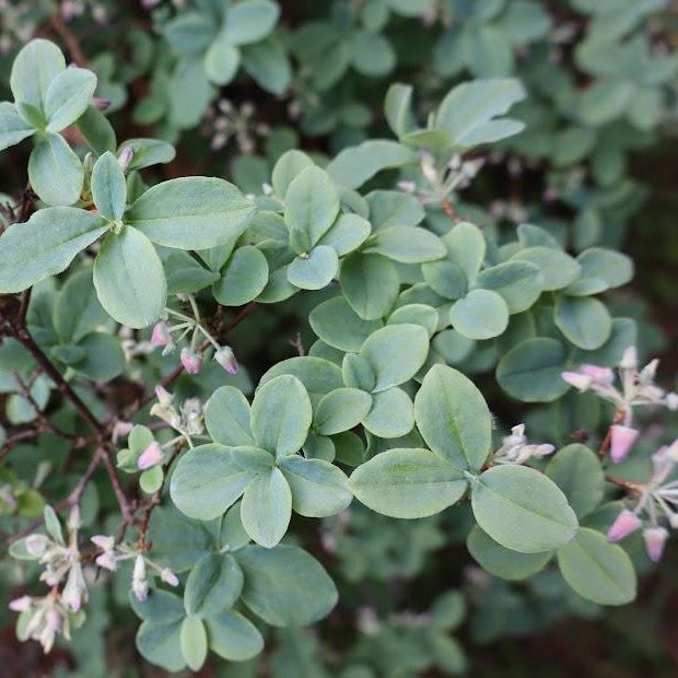Rhododendron benhallii (formerly Menziesia ciliicalyx) “Select blue”