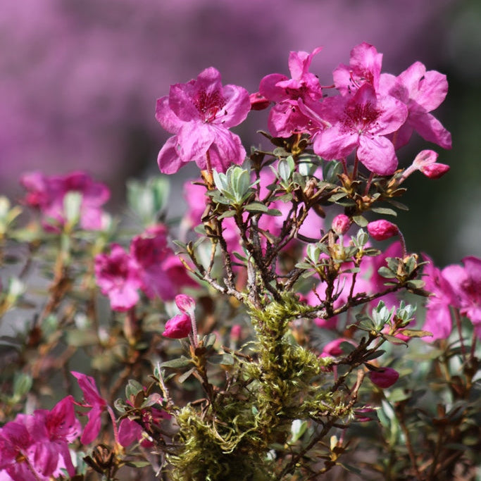 Rhododendron calostrotum ssp. calostrotum 1966/573