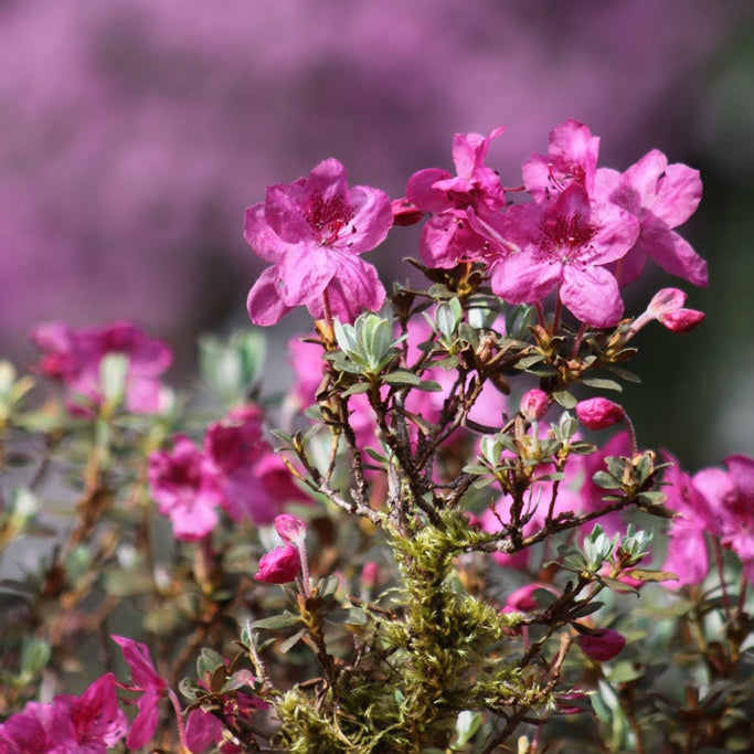 Rhododendron calostrotum ssp. riparium  GR
