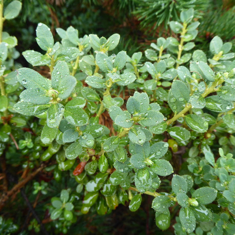 Rhododendron calostrotum ssp. riparium (Calciphilum Group) 1969/779