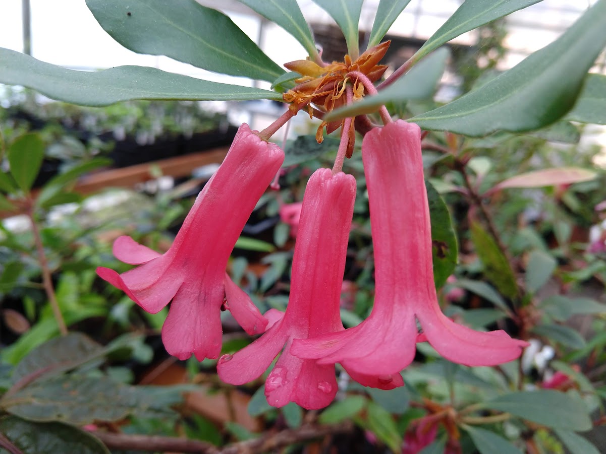 Rhododendron celebicum