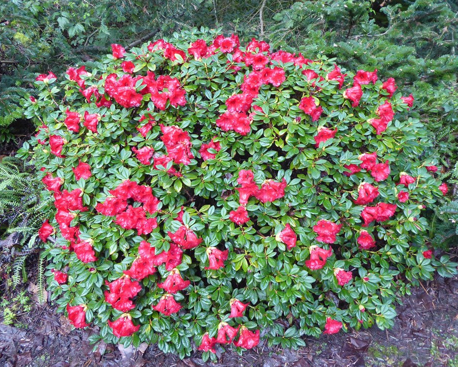 Rhododendron chamaethomsonii var. chamaethomsonii