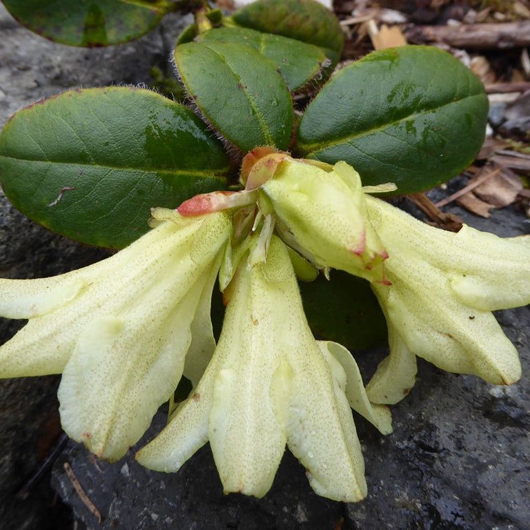 Rhododendron changii JN