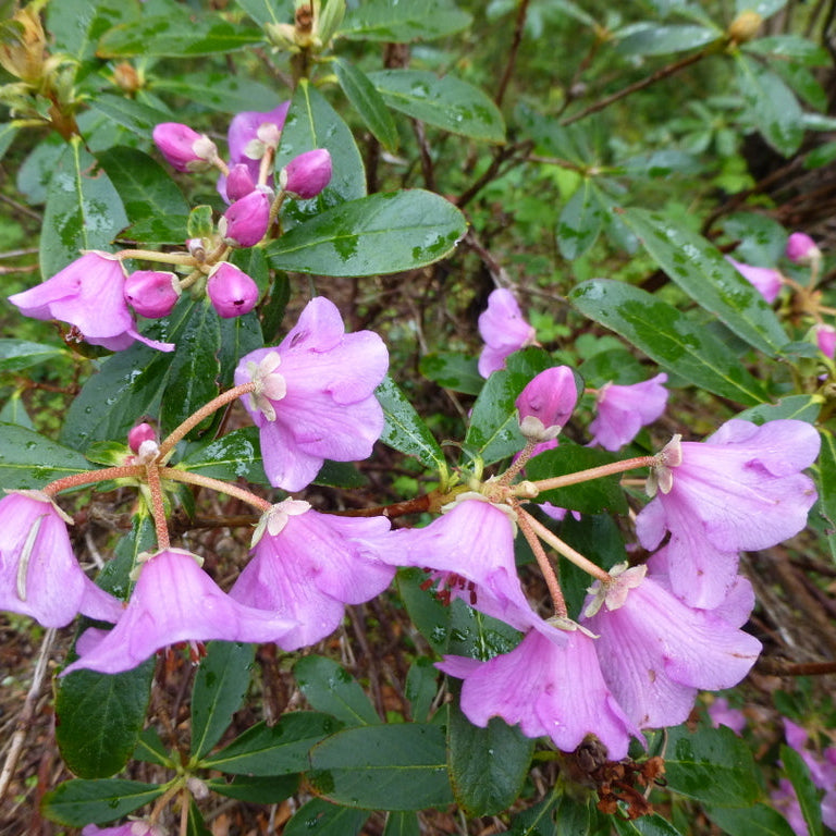 Rhododendron charitopes ssp. tsangpoense  APA