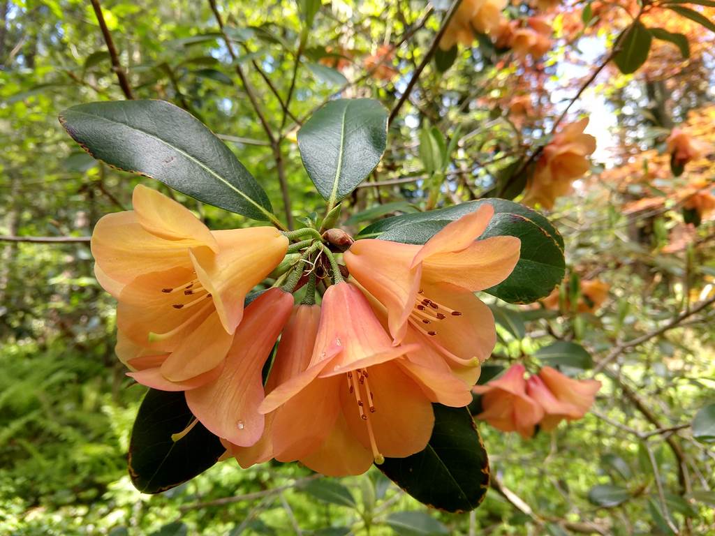 Rhododendron cinnabarinum ssp. xanthocodon (Concatenans Group) ‘Copper’ LS&T