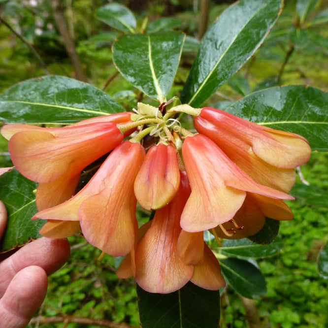 Rhododendron cinnabarinum ssp. xanthocodon (Concatenans Group) 1973/068